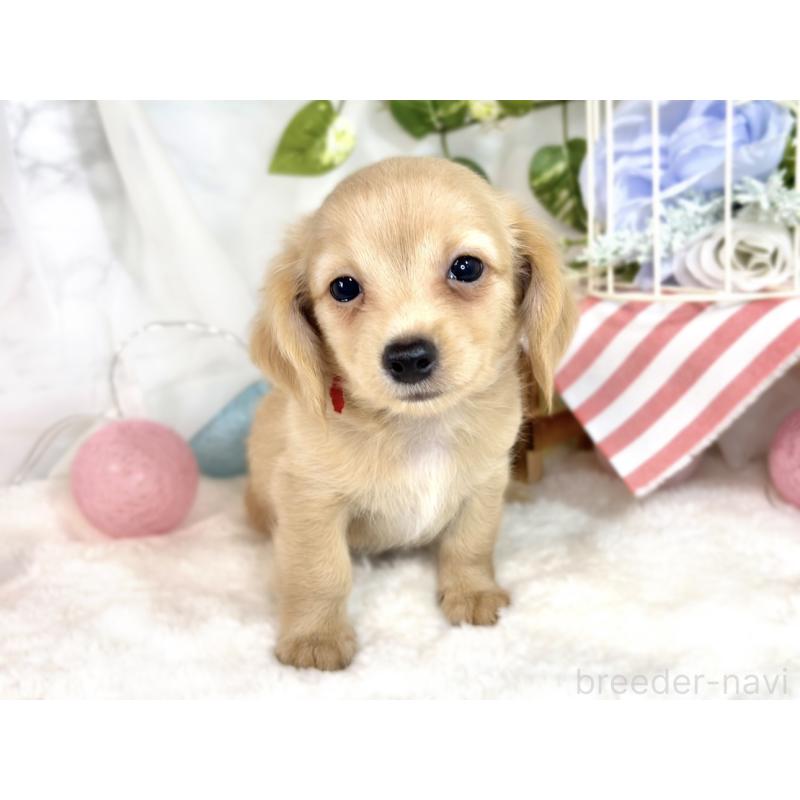 成約済の滋賀県のチワックス:チワワ×ミニチュアダックスフンド-413320の4枚目